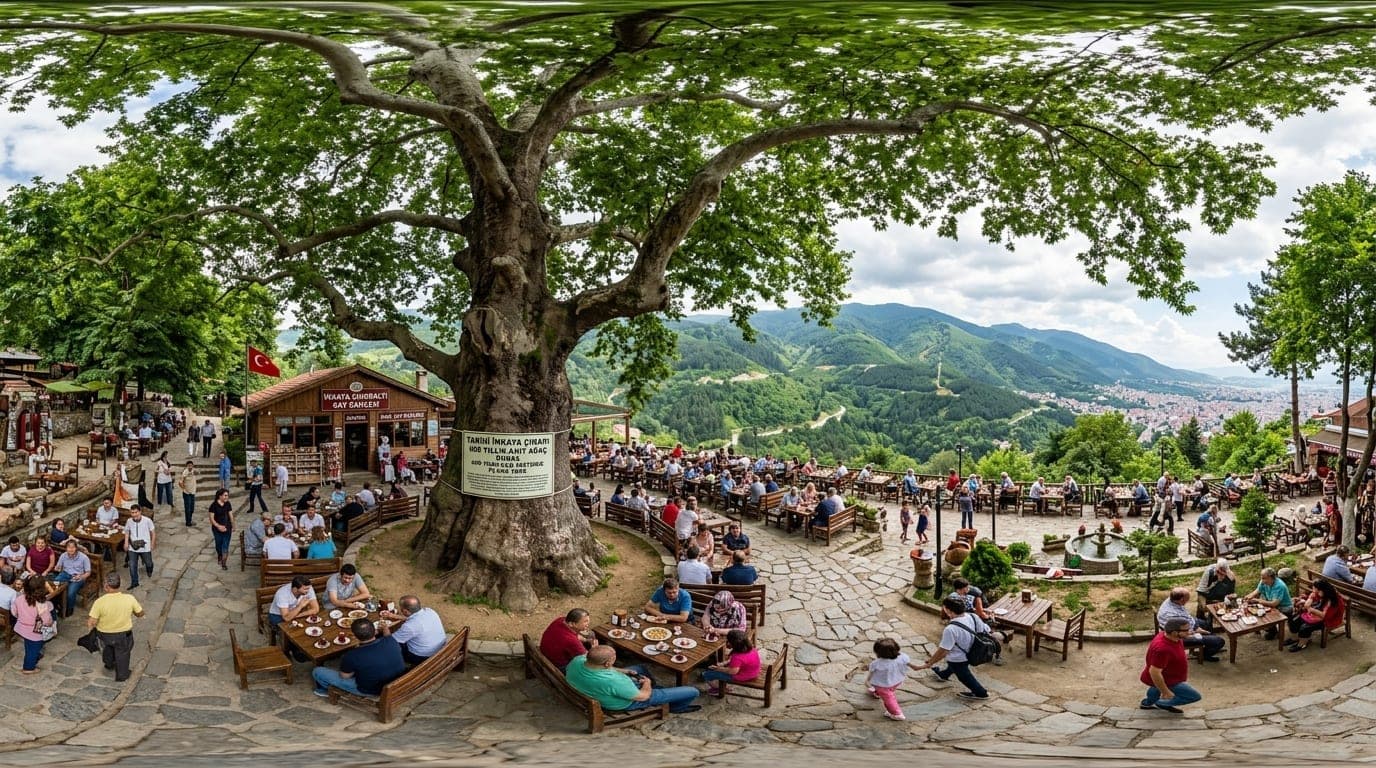 Tarihi İnkaya Çınarı