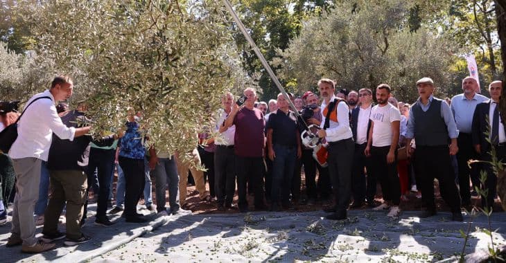 Bursa'nın zeytin mirası Gemlik ve Orhangazi'de yaşatılıyor