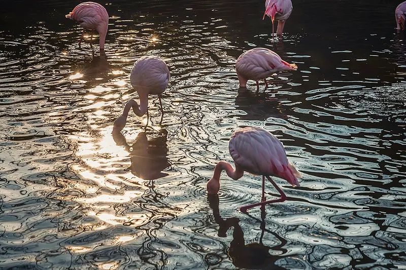 ブルサ動物園